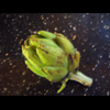Baby Artichoke
